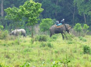 Elephant safari